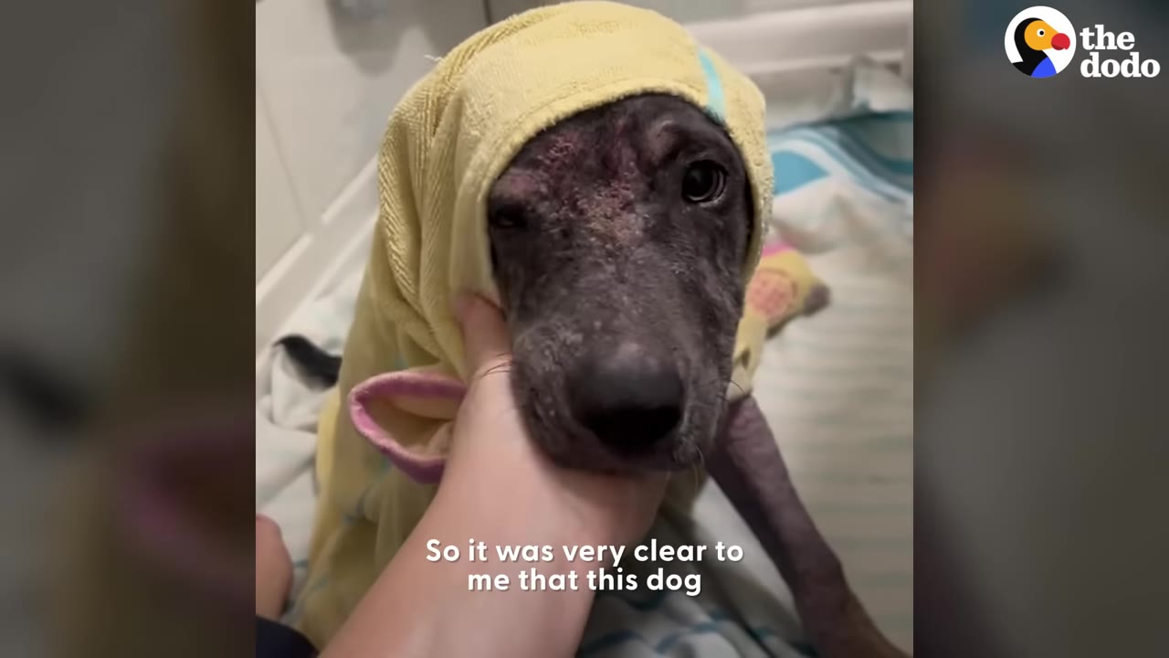 A close-up of a dog with severe mange on its face, wrapped in a yellow towel, being gently cradled by a person's hand.