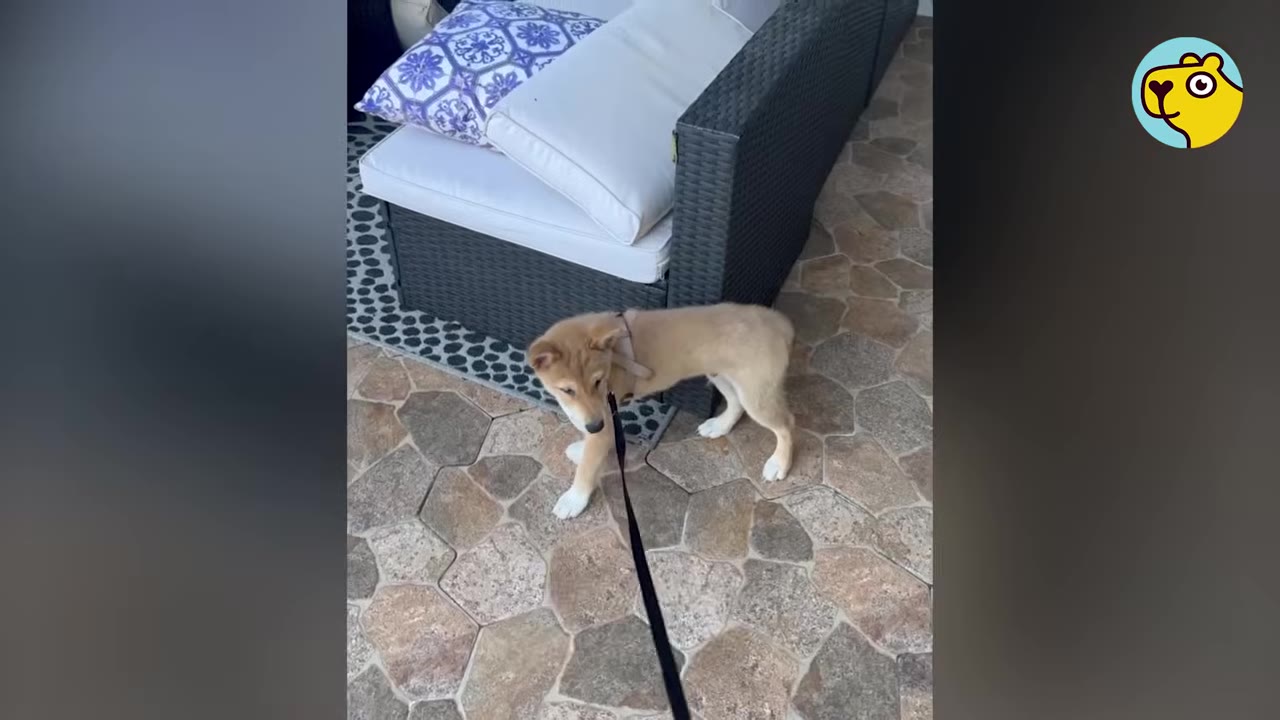 A small tan puppy wearing a harness and leash standing on a stone patio next to an outdoor couch.