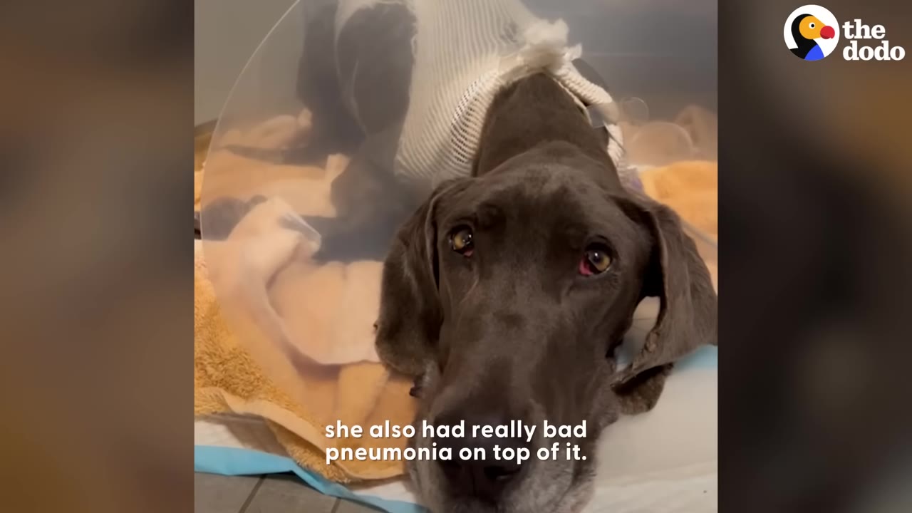 A grey Great Dane wearing a protective medical cone and a white knit sweater lies resting on a warm yellow blanket.