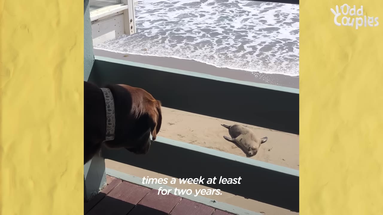 A brown dog looks over a wooden balcony railing at a sea lion resting on the sandy beach near the ocean shore.