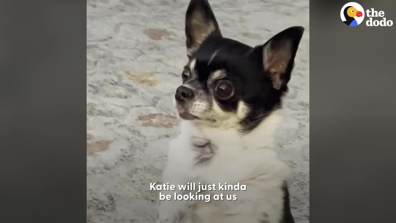 A close-up view of a small black and white chihuahua staring intently upward.