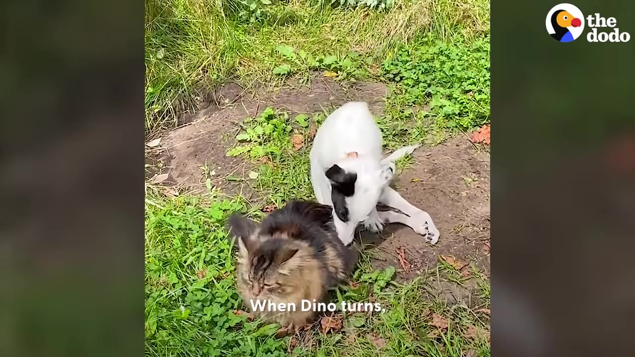 A white dog with black markings leaning down close behind a fluffy cat sitting outdoors in the grass.