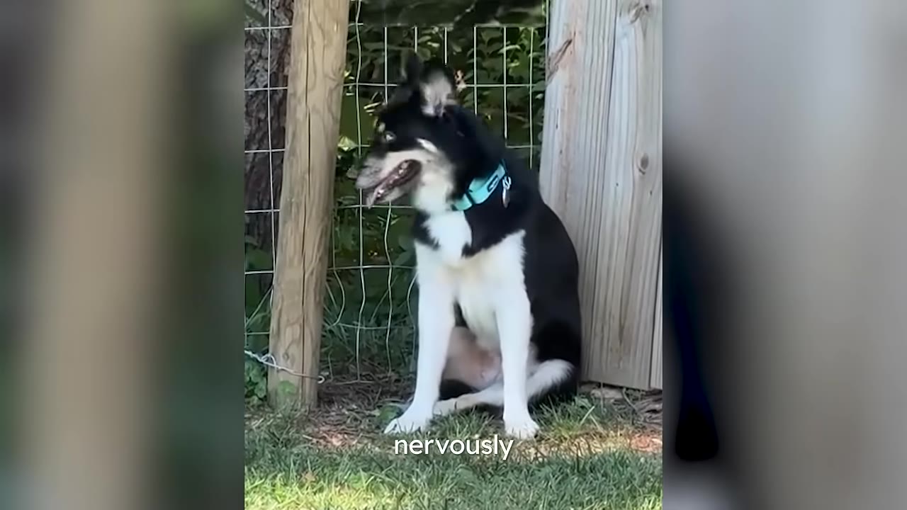 A black and white dog with a blue collar sits nervously on the grass next to a wooden fence post.