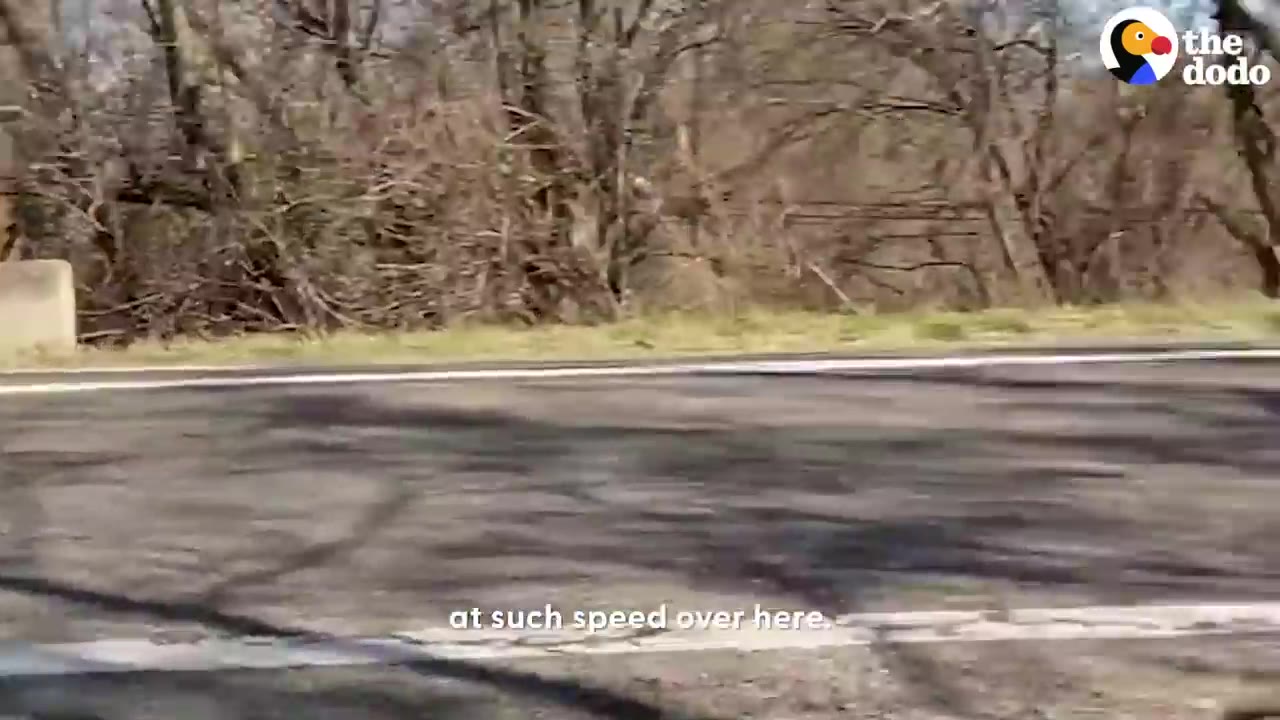 A paved road next to a wooded area with trees.