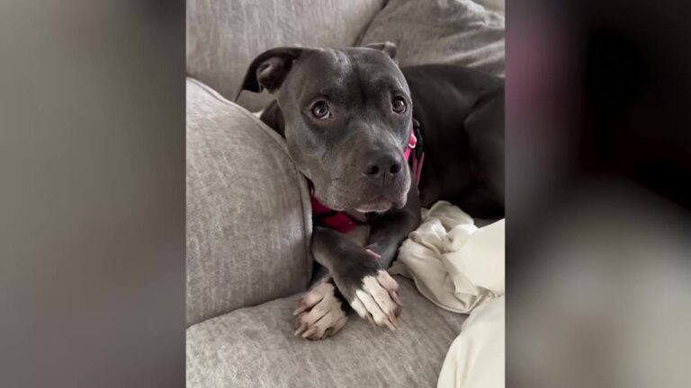 Arizona Shelter Dog Sat Silently While Everyone Else Barked, But Her New Mom Soon Learned She’d Been Fooled