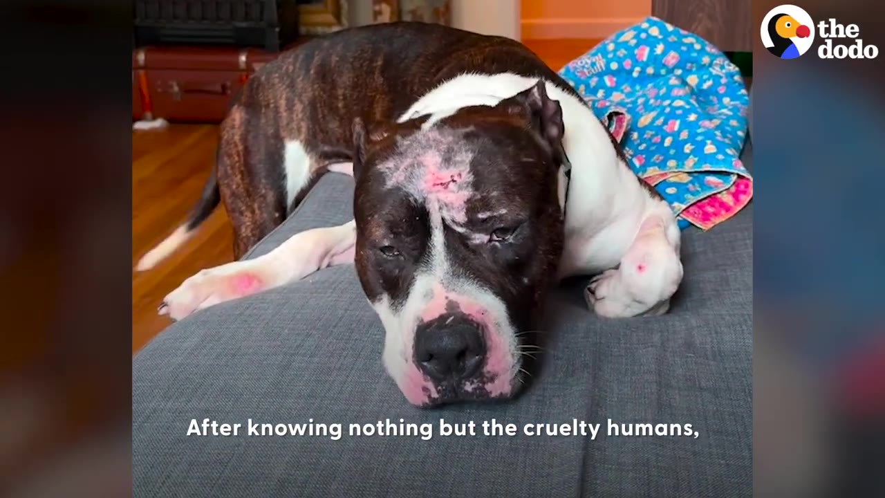 A brindle and white dog with pink patches on its face lying down on a gray couch with its tail wagging.