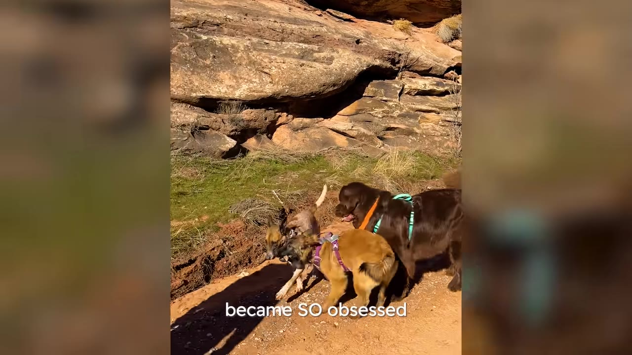 A large dark brown dog named Winston interacts closely with smaller dogs along a rocky outdoor trail.