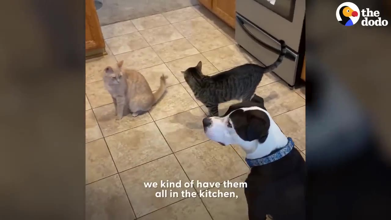 A black and white dog sitting on a kitchen tiled floor alongside two cats.