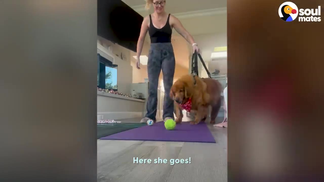A golden retriever walking on a purple exercise mat toward a green tennis ball while a woman supports her with a harness.