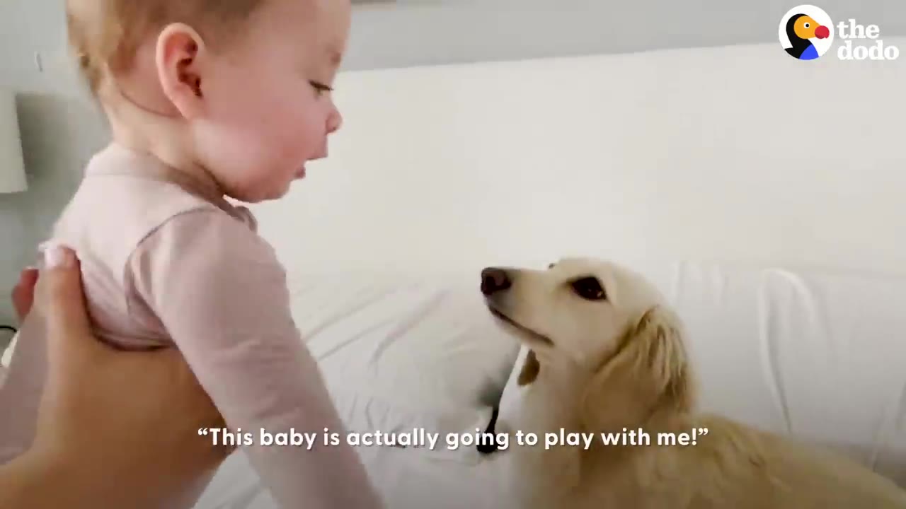A light-colored dog looking intently up at a young baby supported on a white couch.
