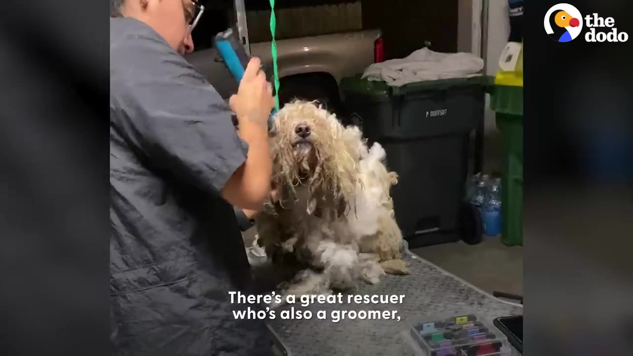 A groomer using electric clippers to shave the heavily matted fur off a small dog on a grooming table.