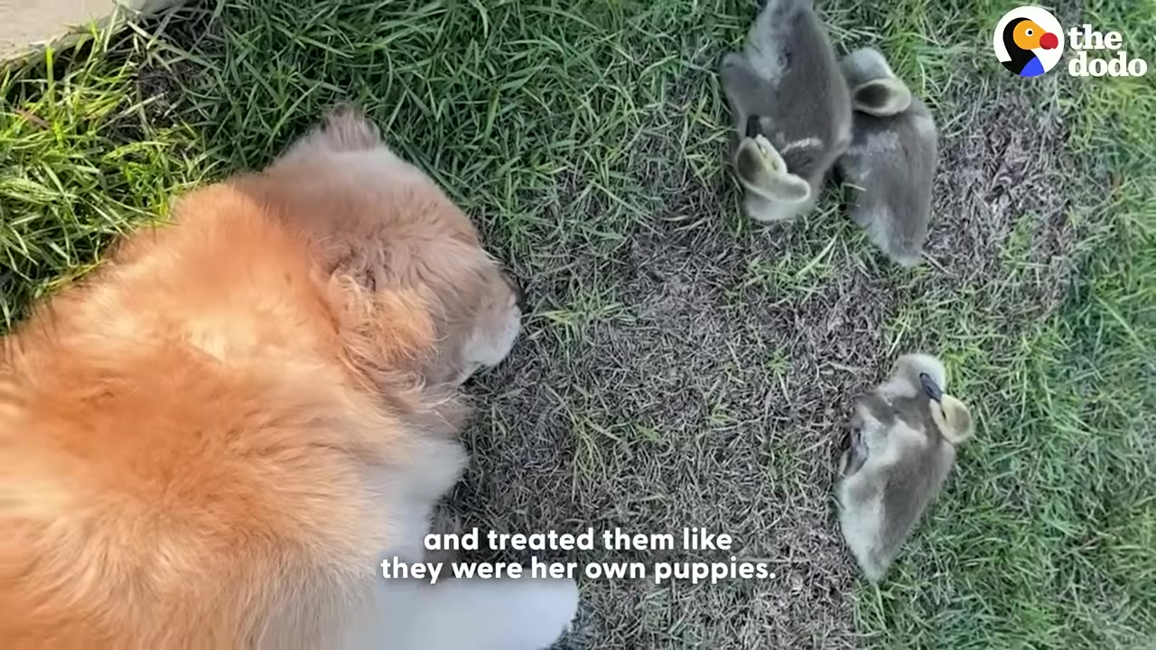 An overhead shot of a golden retriever lying down on the grass next to three small grey goslings.