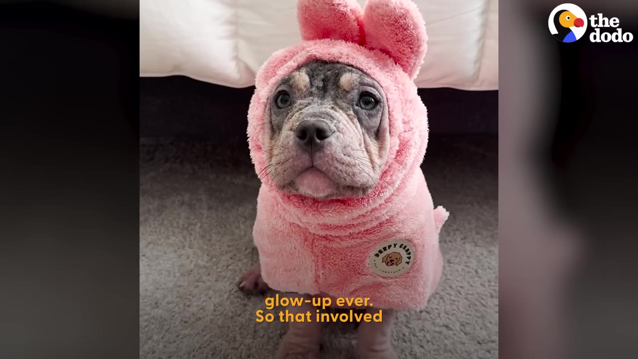 A small dog sitting upright while wearing a fuzzy pink sweater with bunny ears.