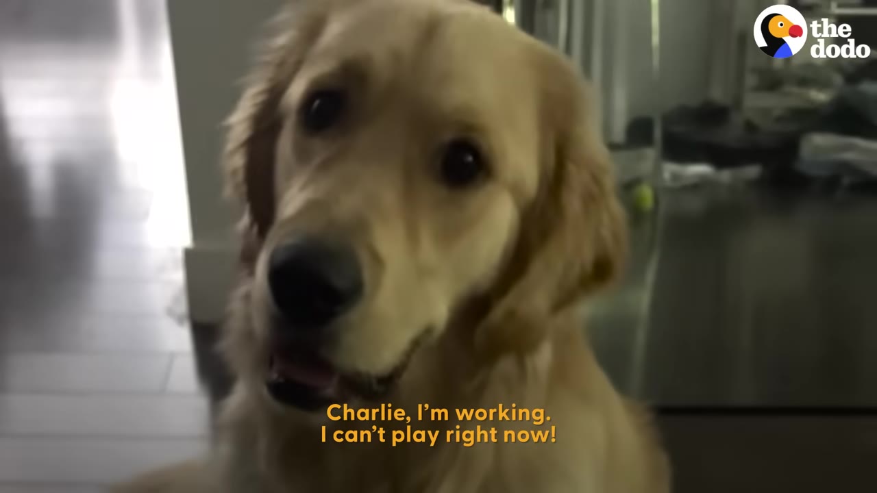 A close-up of a golden retriever looking up attentively indoors.