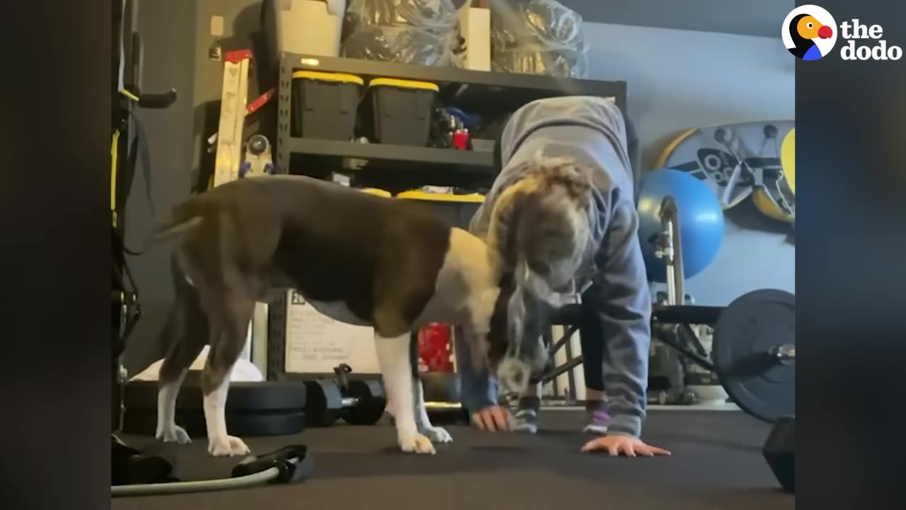 A brown and white dog standing directly next to a person doing a workout on the floor in a home gym setting.