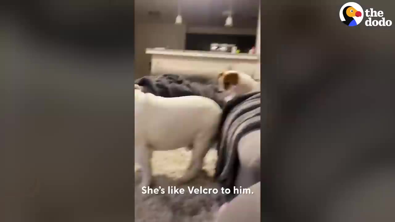 A white dog standing next to another dog following closely near a couch in a living room.