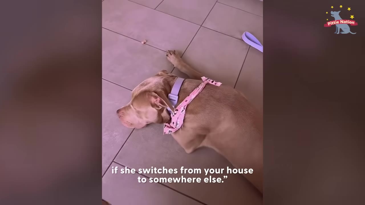 A tan dog wearing a light purple collar and pink patterned bandana rests on a tiled floor.