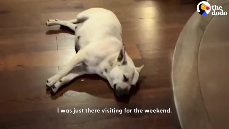 One Week After Finding A Pregnant Dog At A Texas Dollar Store, A Mom Makes An Urgent Facetime Call
