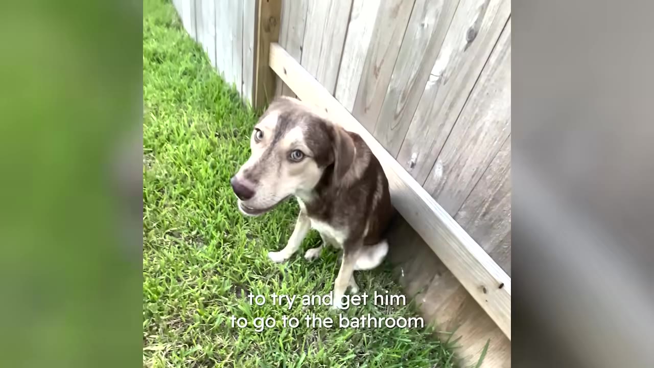 A fearful brown and white dog sitting hunched against a wooden fence on green grass, looking up with wide, anxious eyes.