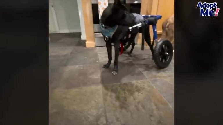 California Dog Struggled With His New Wheelchair Until Something Unexpected Happened At The Park