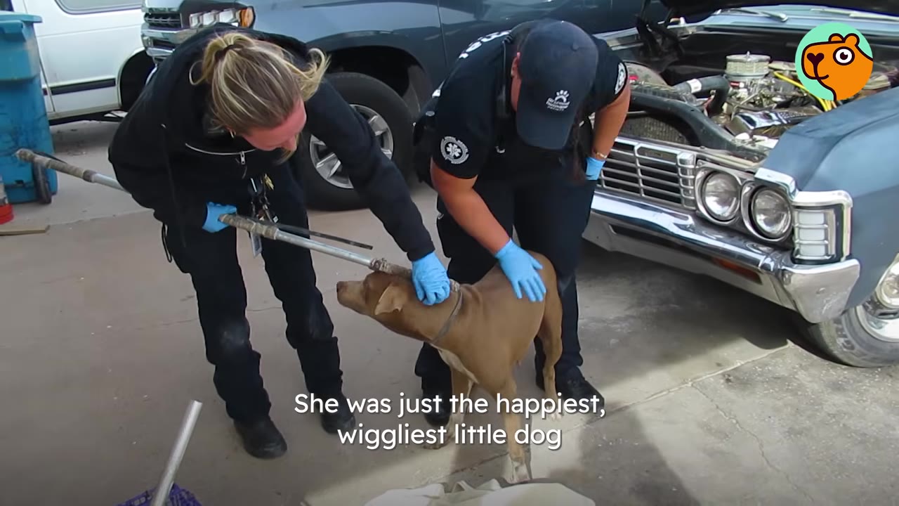 Two animal rescue workers in blue gloves pet a brown dog standing outside near a classic car.
