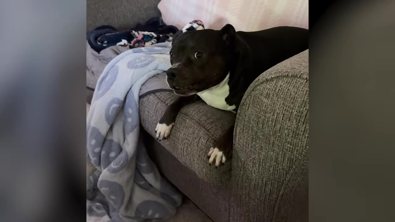 A black pit bull mix with white markings on its chest and paws rests its front legs over the armrest of a gray sofa.
