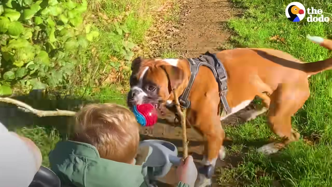 A toddler sitting in a trike holds out a stick toward a brown and white boxer dog holding a red and blue ball in its mouth on a outdoor path.