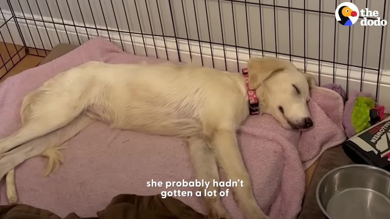 A golden retriever puppy lying asleep on a pink bed inside a metal exercise pen.
