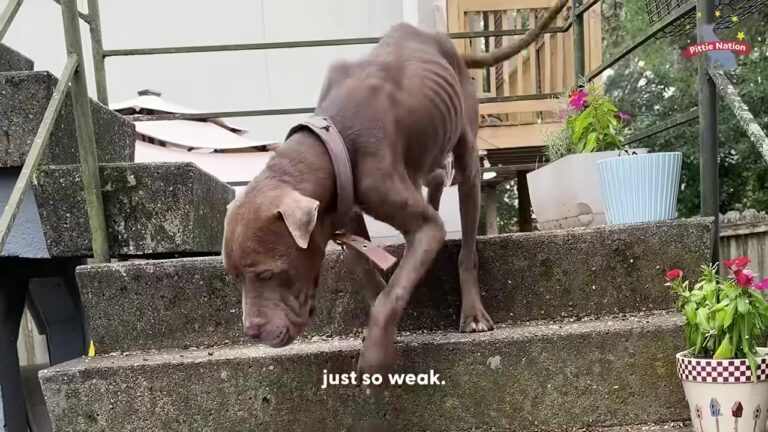 Washington Dog Waited By The Road Weighing Just 40 Pounds And Too Weak For A Normal Walk