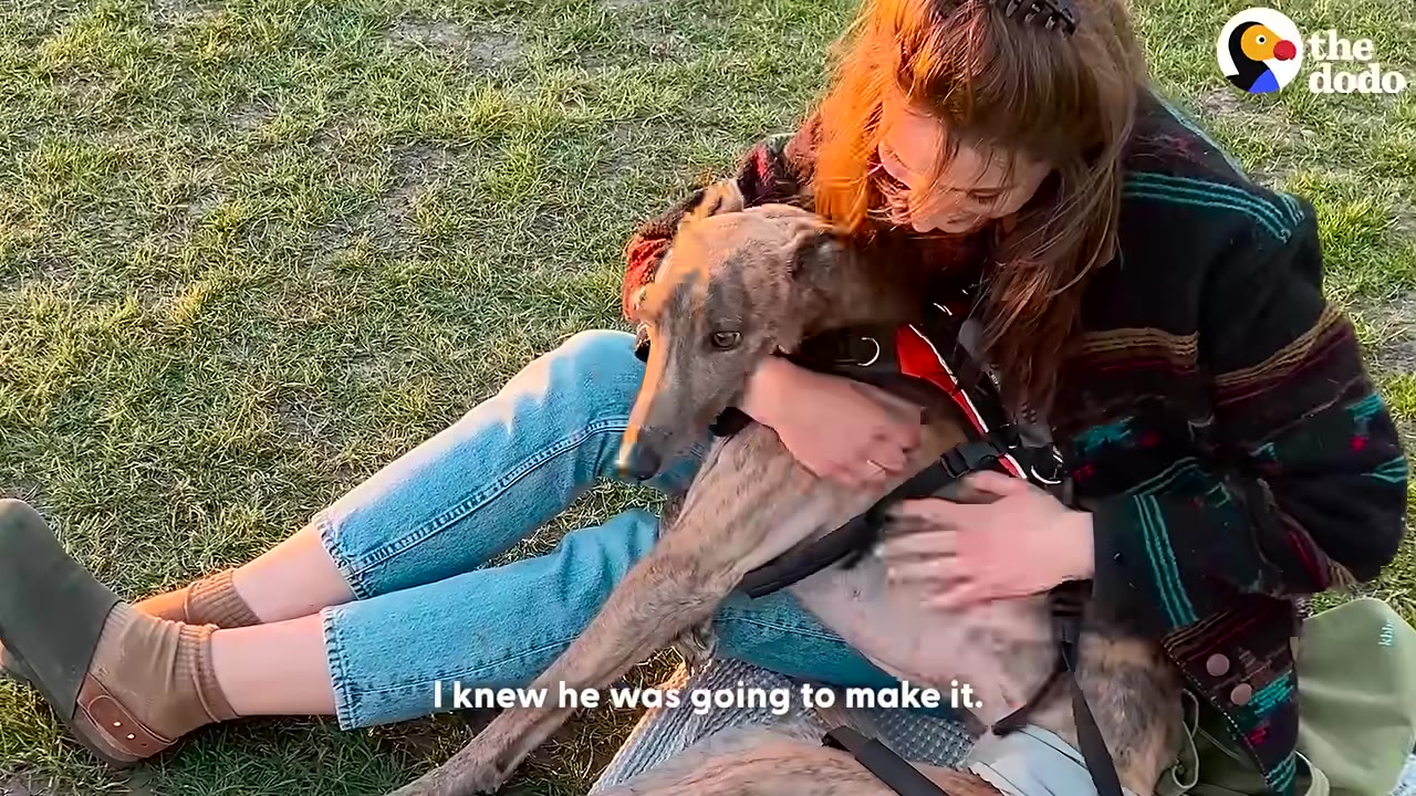 A woman sitting on the grass hugs a brindle greyhound wearing a harness, with the subtitle 'I knew he was going to make it' visible.