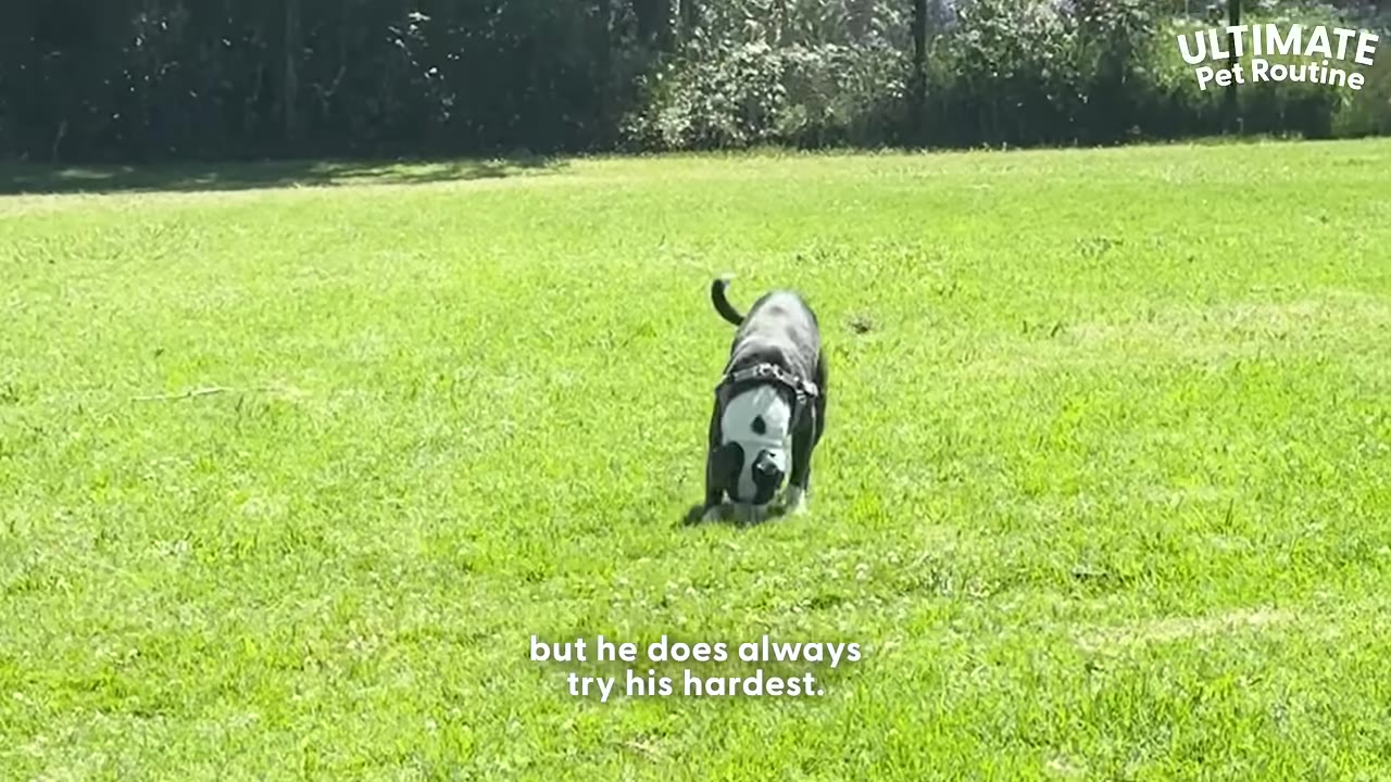 A black and white dog wearing a harness stands in a wide, sunny grassy field at a park.