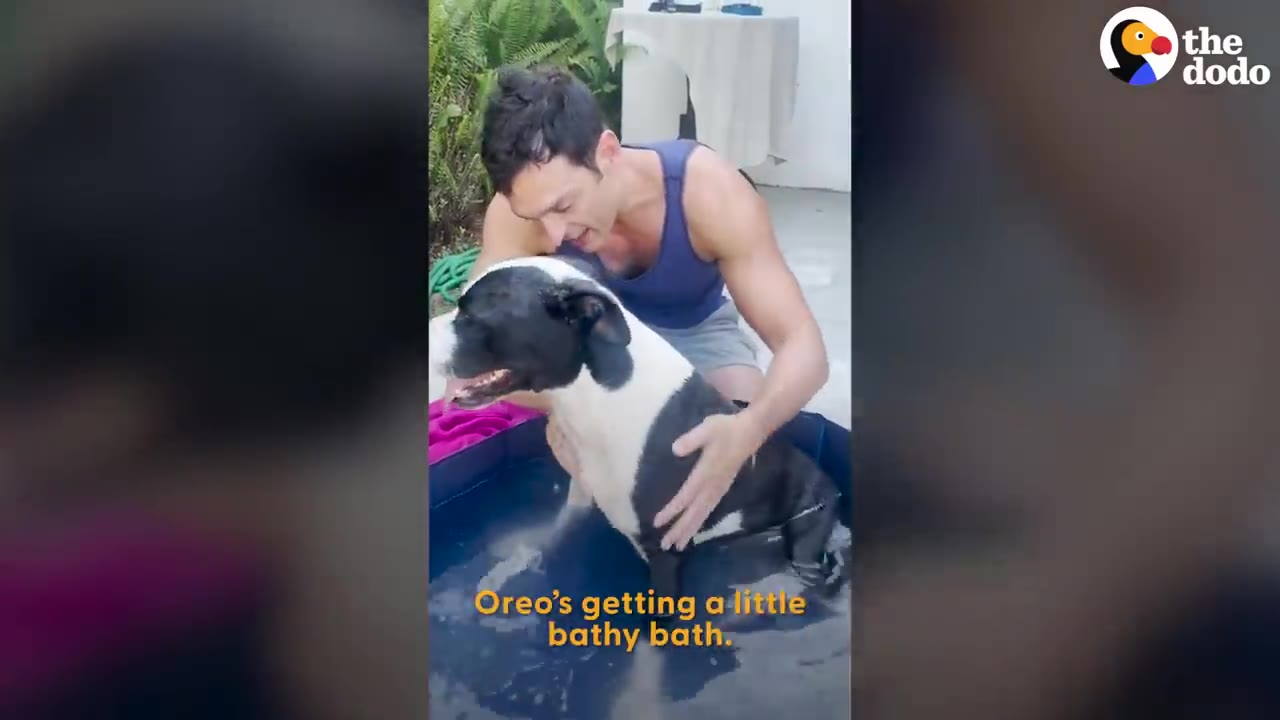 A man in a blue tank top gives a black-and-white dog a bath in a small pool outdoors.
