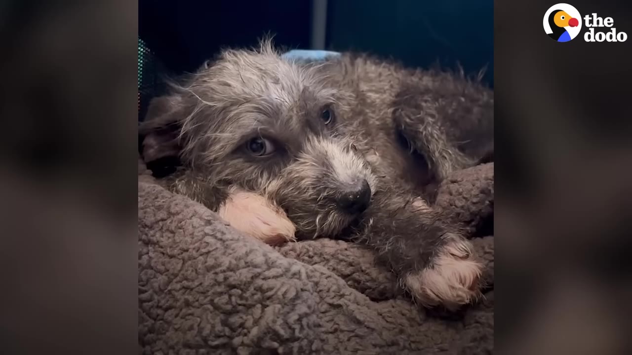 A small, scruffy terrier-mix dog lying down on a brown plush blanket and looking directly at the camera with wide eyes.