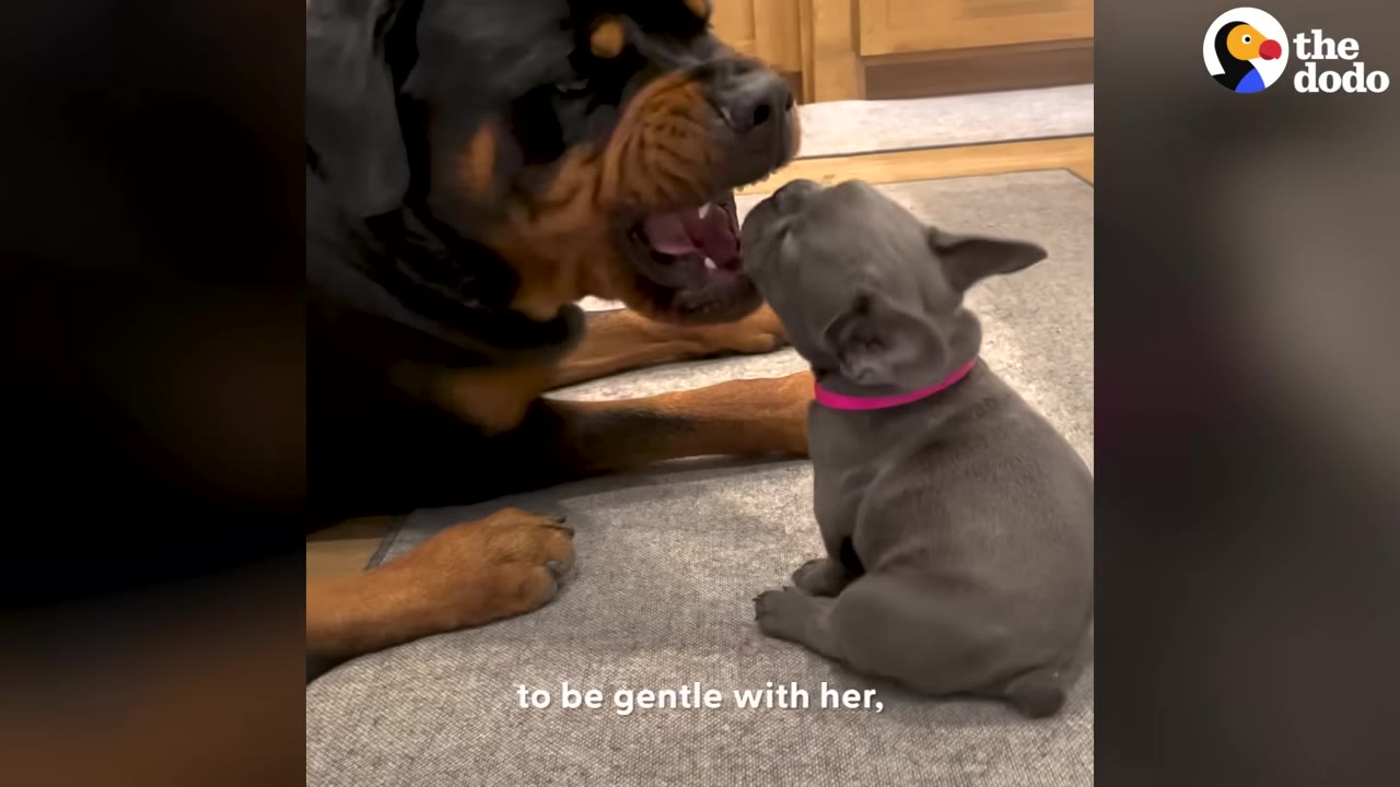 A large Rottweiler lies on the floor gentle interacting face-to-face with a small grey French Bulldog puppy.