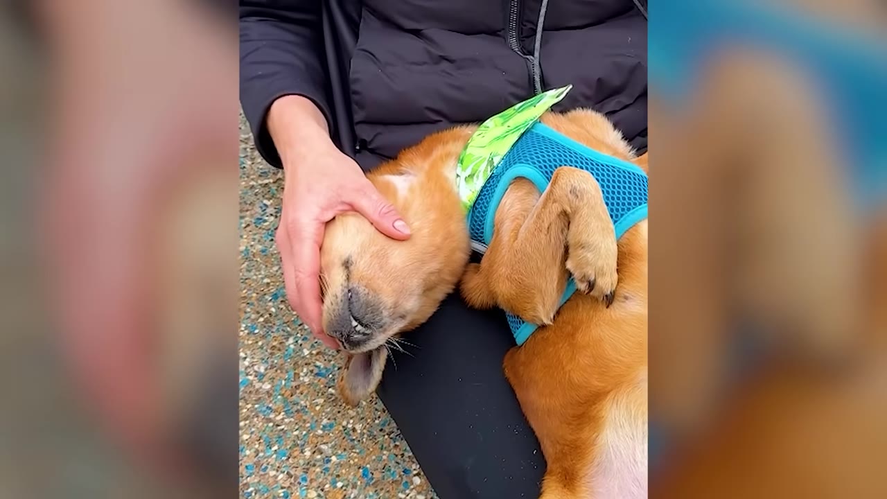 A small brown dog wearing a bright blue harness relaxing on a person's lap while receiving head scratches.