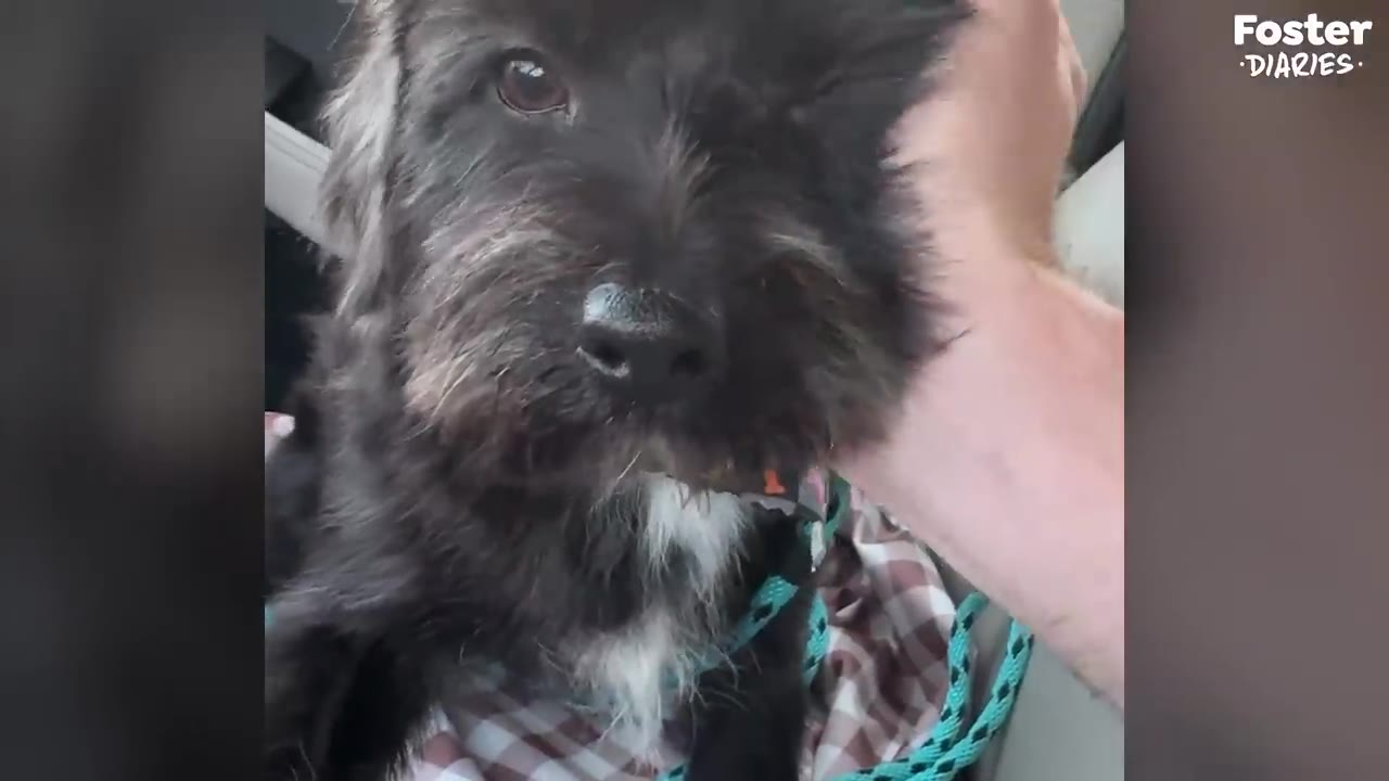 A small, scruffy black dog with a white patch on his chest looks directly at the camera while a human hand gently pets the side of his head.