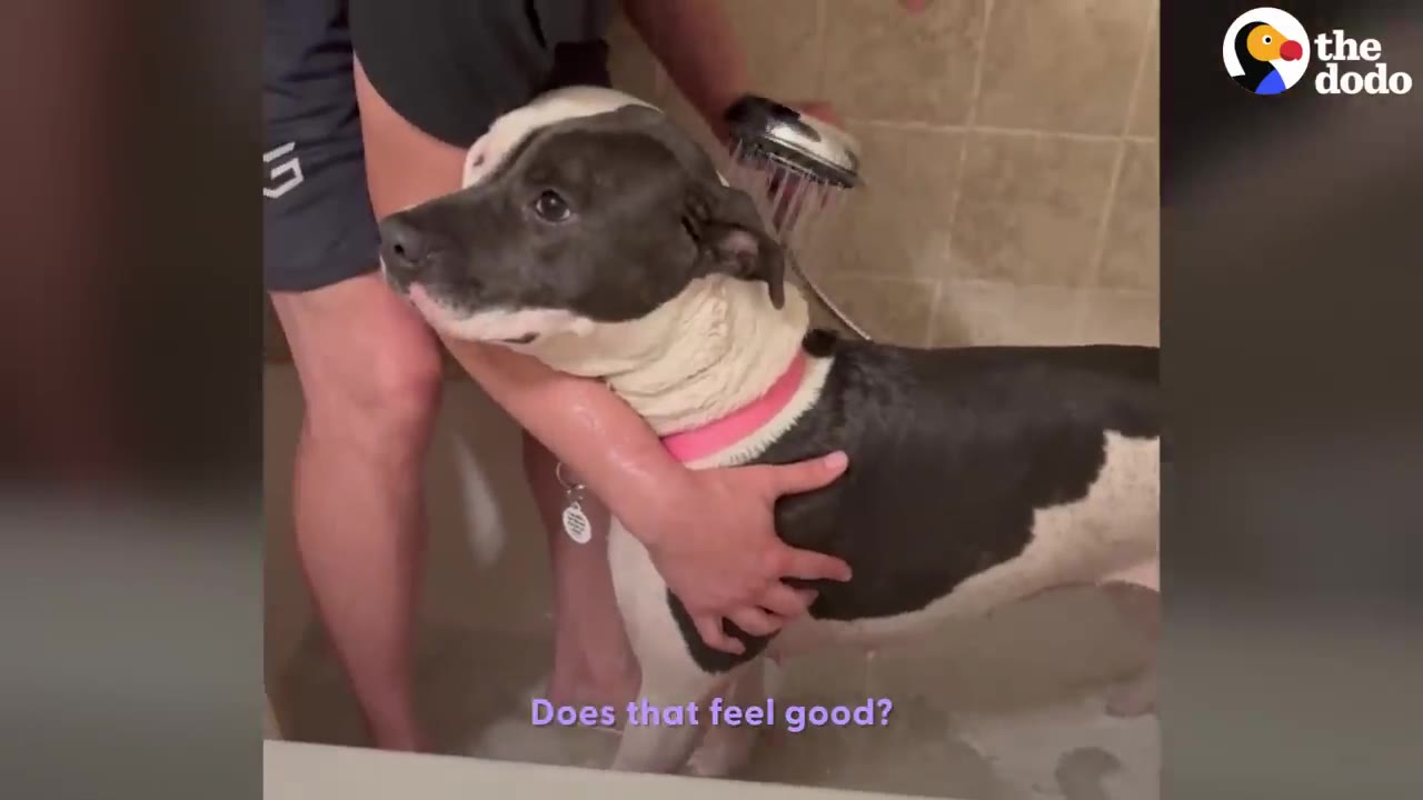 A black and white pit bull dog being washed with warm water from a handheld showerhead in a bathtub.
