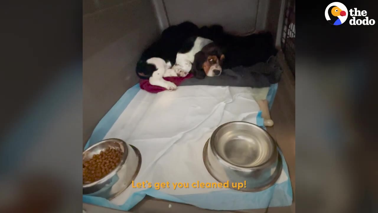 A small puppy lying comfortably inside a quiet crate with bowls of food and water nearby.