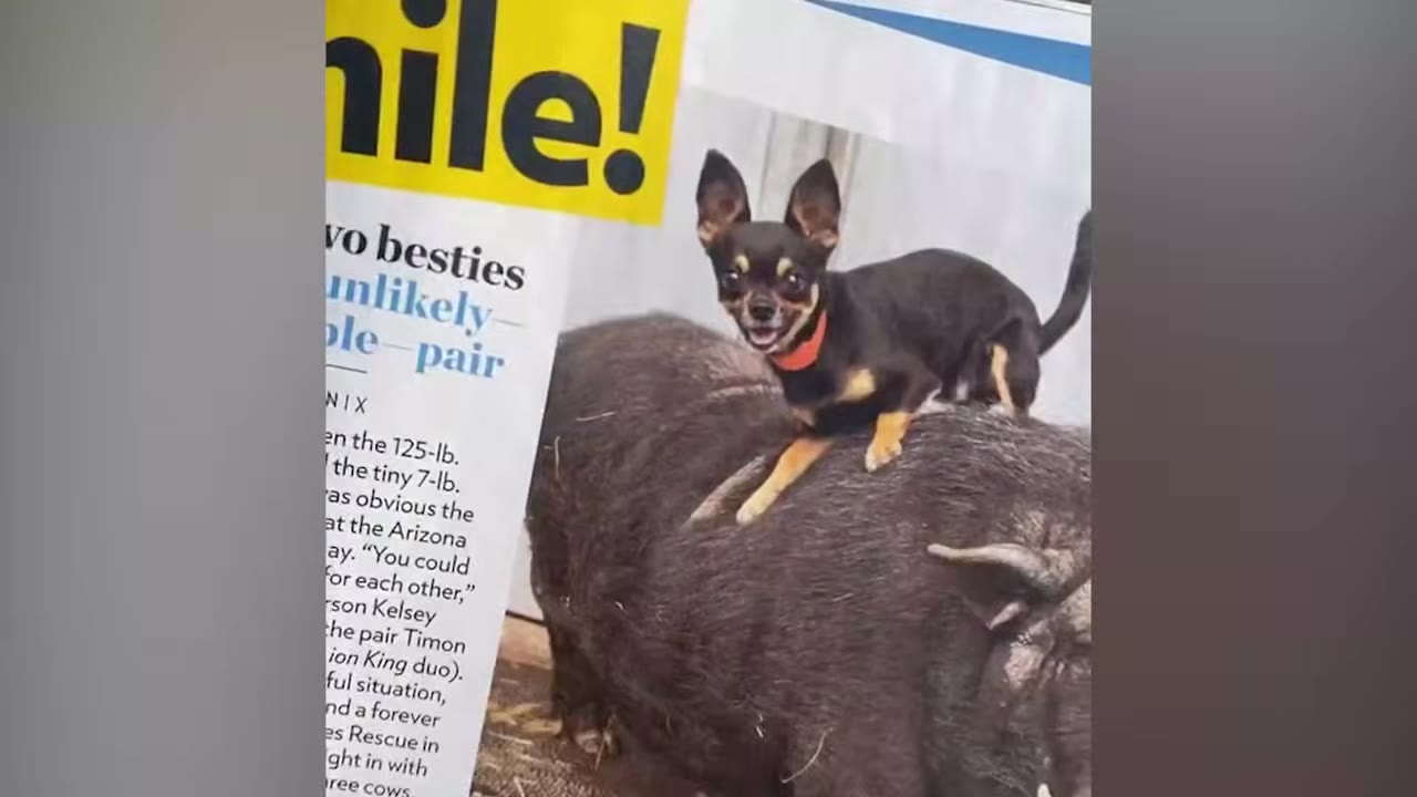 A small black-and-tan Chihuahua dog standing on top of a large black pig shown in a magazine photograph.
