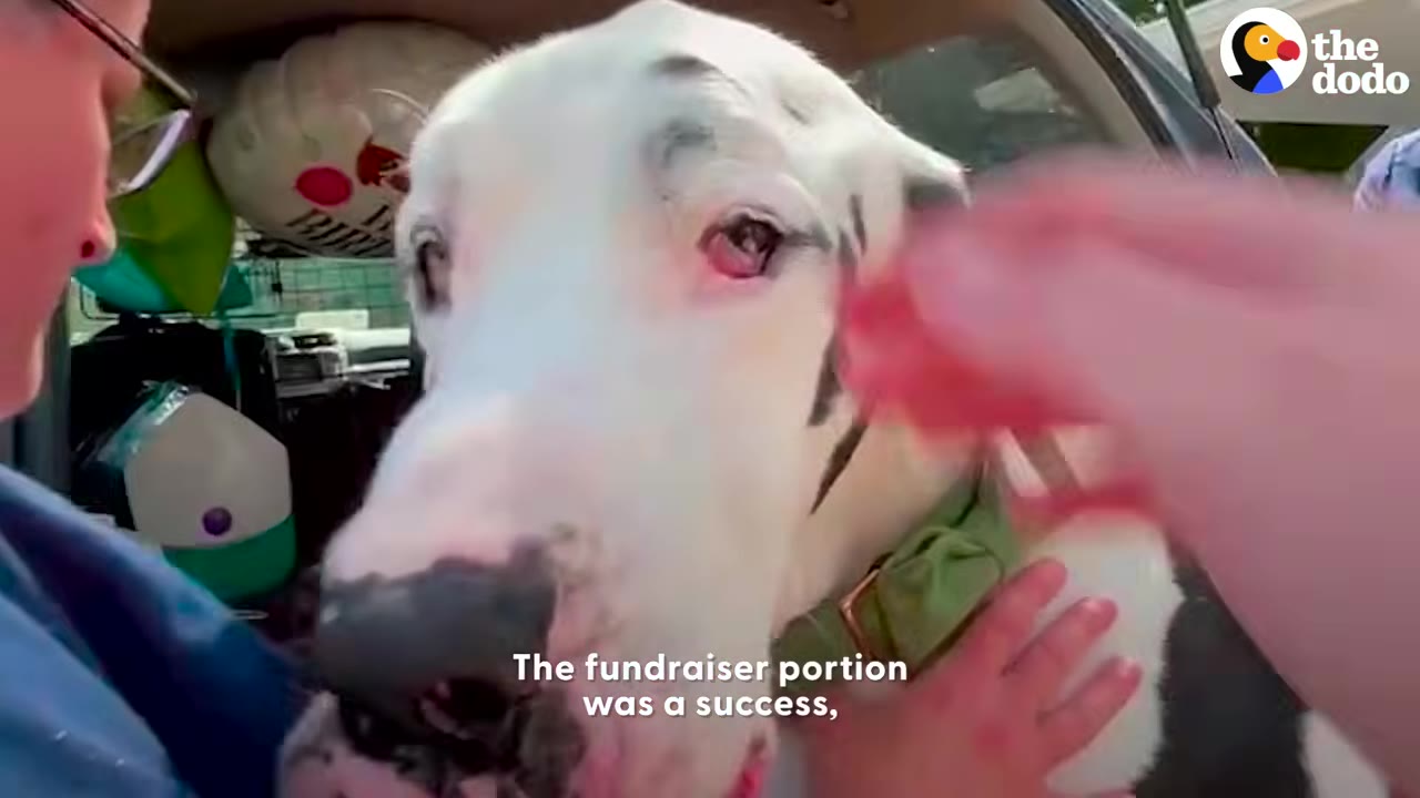 A close-up shot of Kernel, a large black and white Great Dane wearing a green collar, inside a vehicle with a birthday balloon visible in the background.