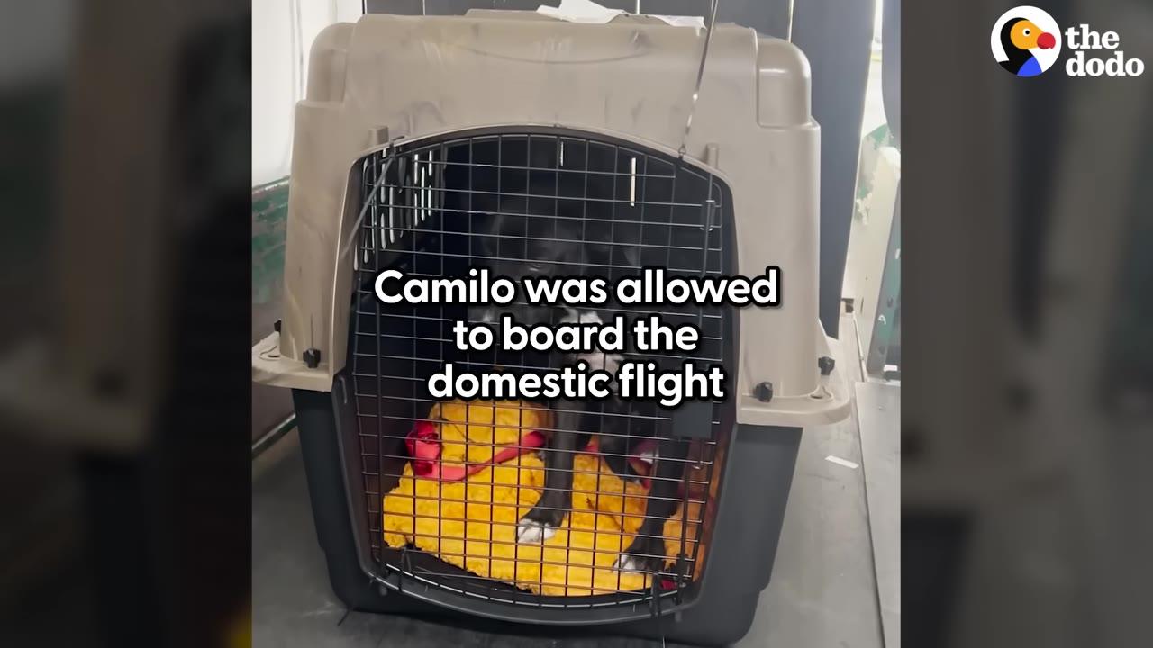 A black dog named Camilo sitting inside a plastic travel crate with a yellow blanket on the floor.