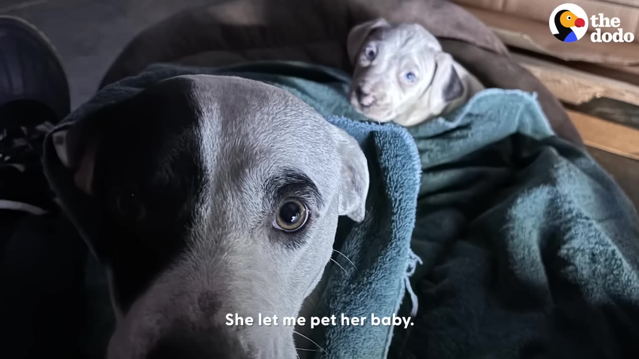 A close-up of a black and white dog looking directly at the camera with a small puppy wrapped in a green towel in the background.