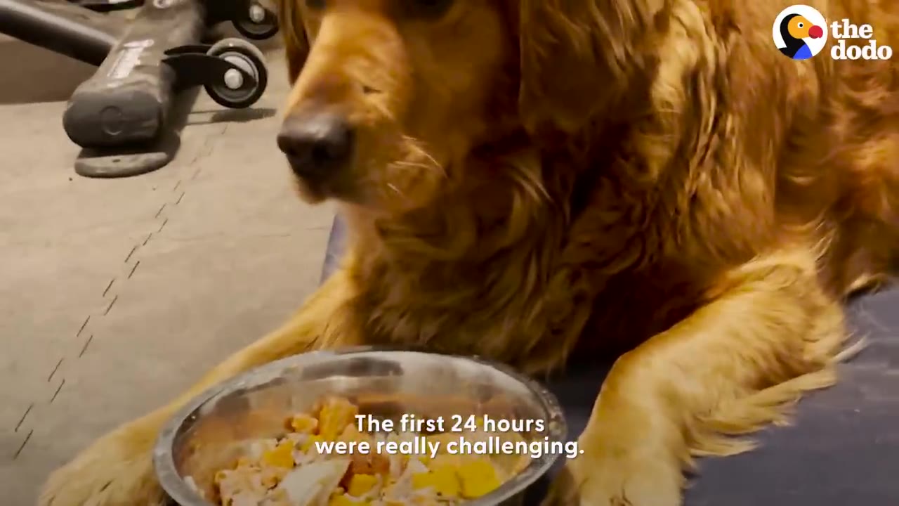 A golden retriever sitting on the floor next to a metal bowl filled with food.