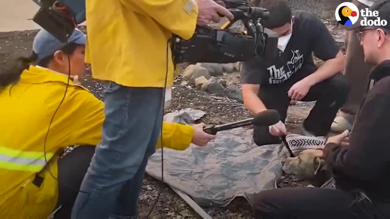 A news crew with a video camera and microphone filming people assisting a dog lying on a blanket on the ground.