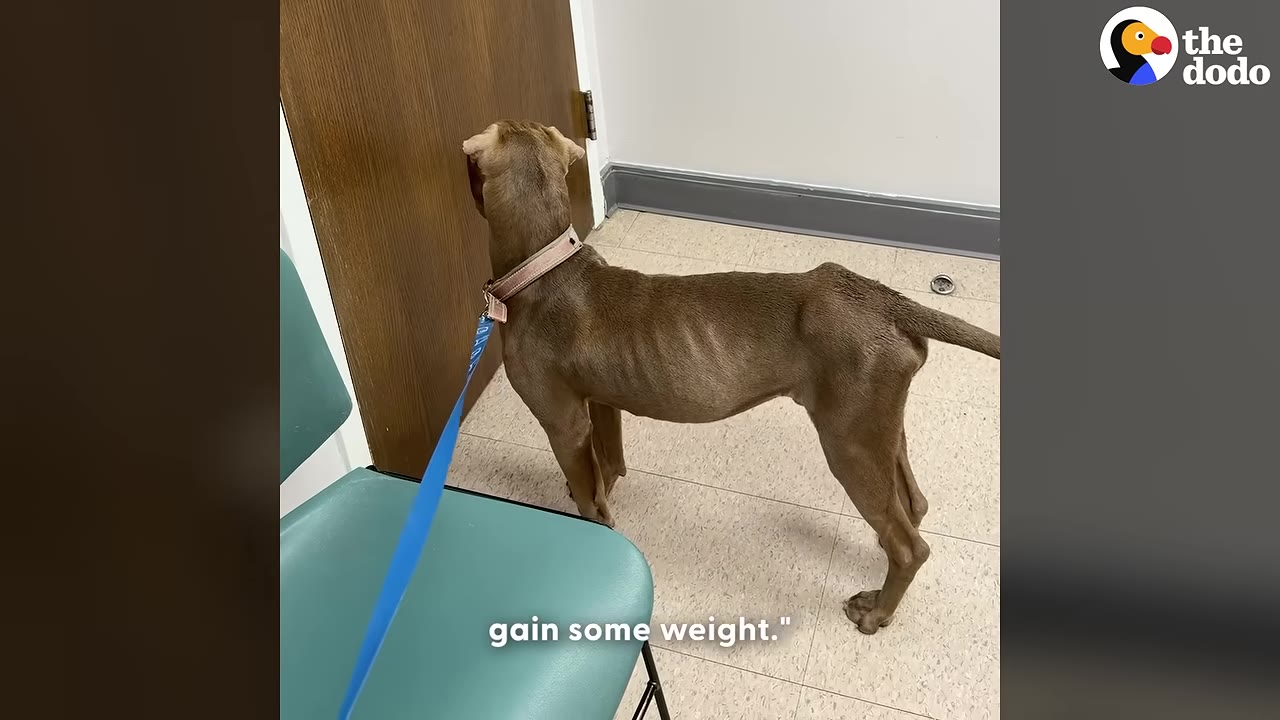 A thin brown dog on a blue leash stands in a veterinarian's examination room, facing a closed wooden door.
