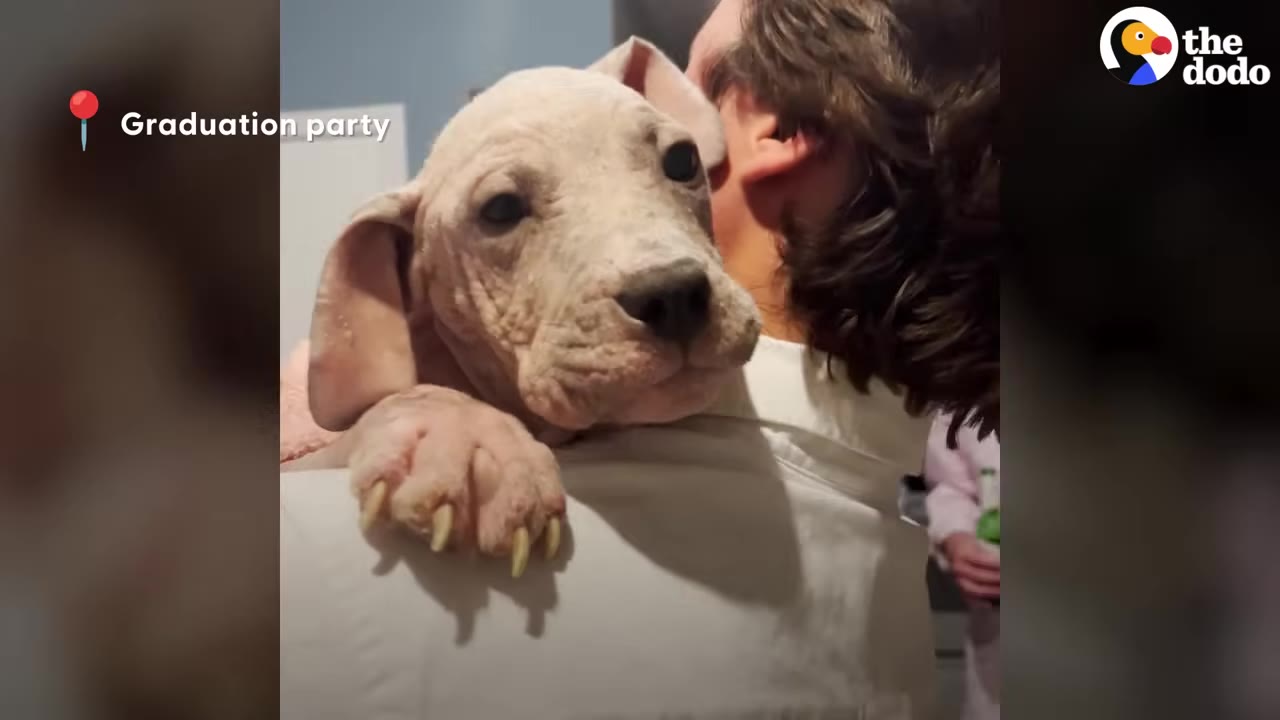 A hairless puppy resting its head and paw over a person's shoulder.