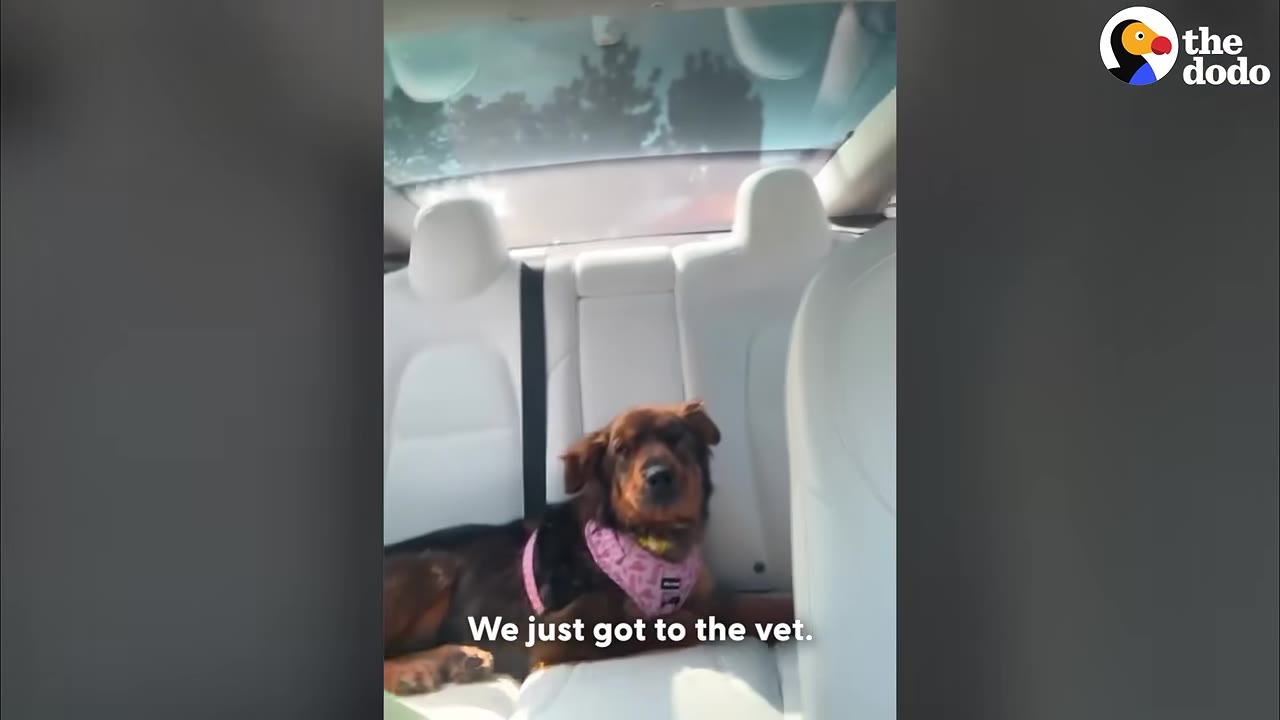 A brown dog wearing a pink harness sits in the back seat of a car with white leather seats, with the caption 'We just got to the vet.'