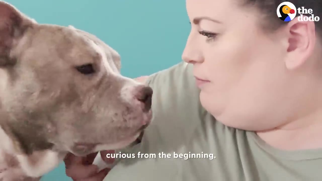 A pit bull dog leans in close, face-to-face with a woman looking gently at her.