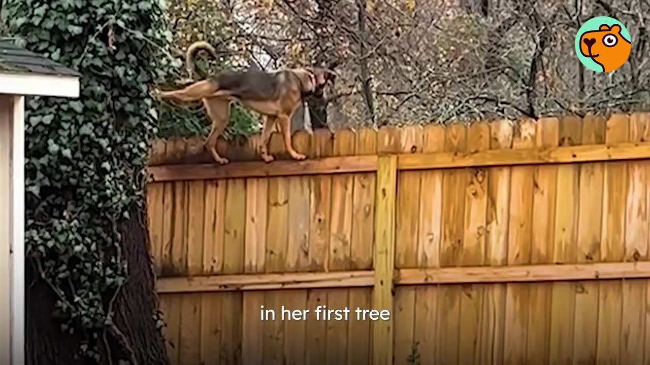 A German Shepherd dog balancing and walking carefully along the narrow top edge of a wooden backyard fence.