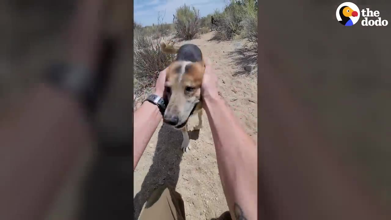 A person holding the head of a brown and black dog outside on a dirt trail.